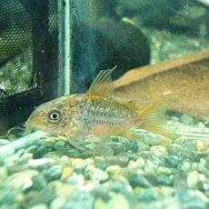 コリドラス　パンタナルエンシス　オス　２０２６年３月１４日入荷