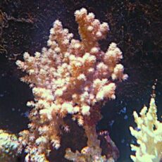 キバナトサカ　２０２６年３月３１日撮影