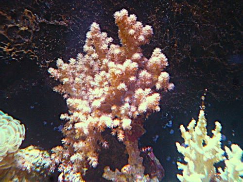 キバナトサカ　２０２６年３月３１日撮影