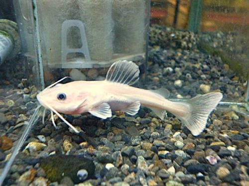 レッドテールキャット