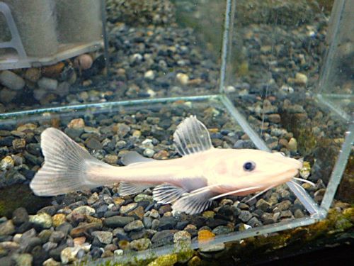 レッドテールキャット