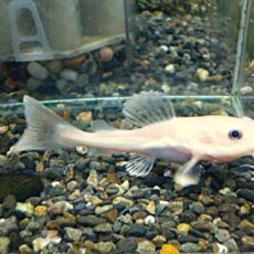 スケルトンプラチナレッドテールキャット　　２０２６年３月２６日入荷