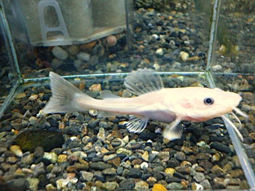 スケルトンプラチナレッドテールキャット　　２０２６年３月２６日入荷