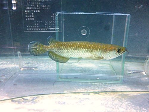 ノーザンバラムンディ