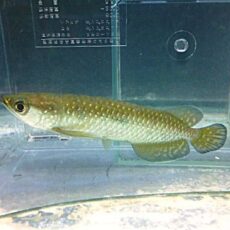 ノーザンバラムンディ③　２０２６年２月２６日入荷