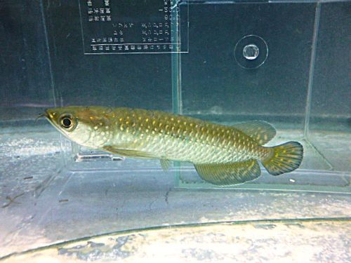 ノーザンバラムンディ③　２０２６年２月２６日入荷