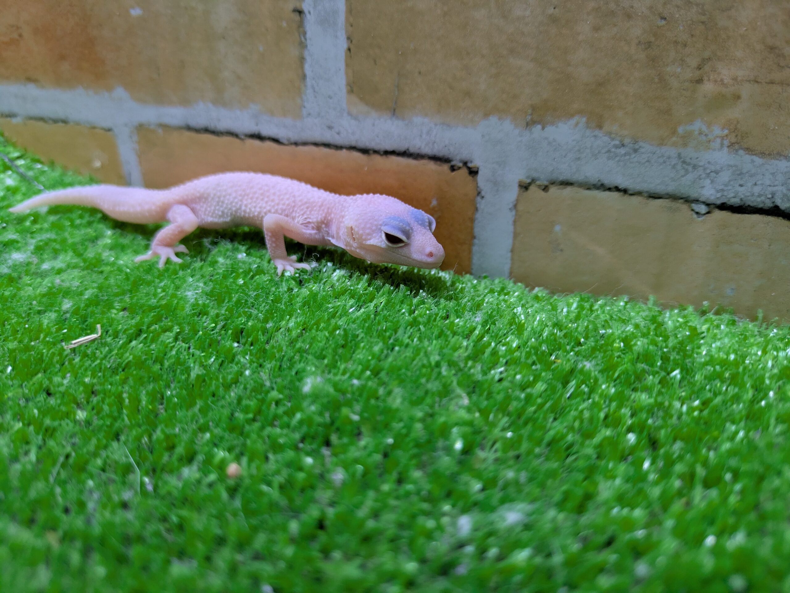 ヒョウモントカゲモドキ