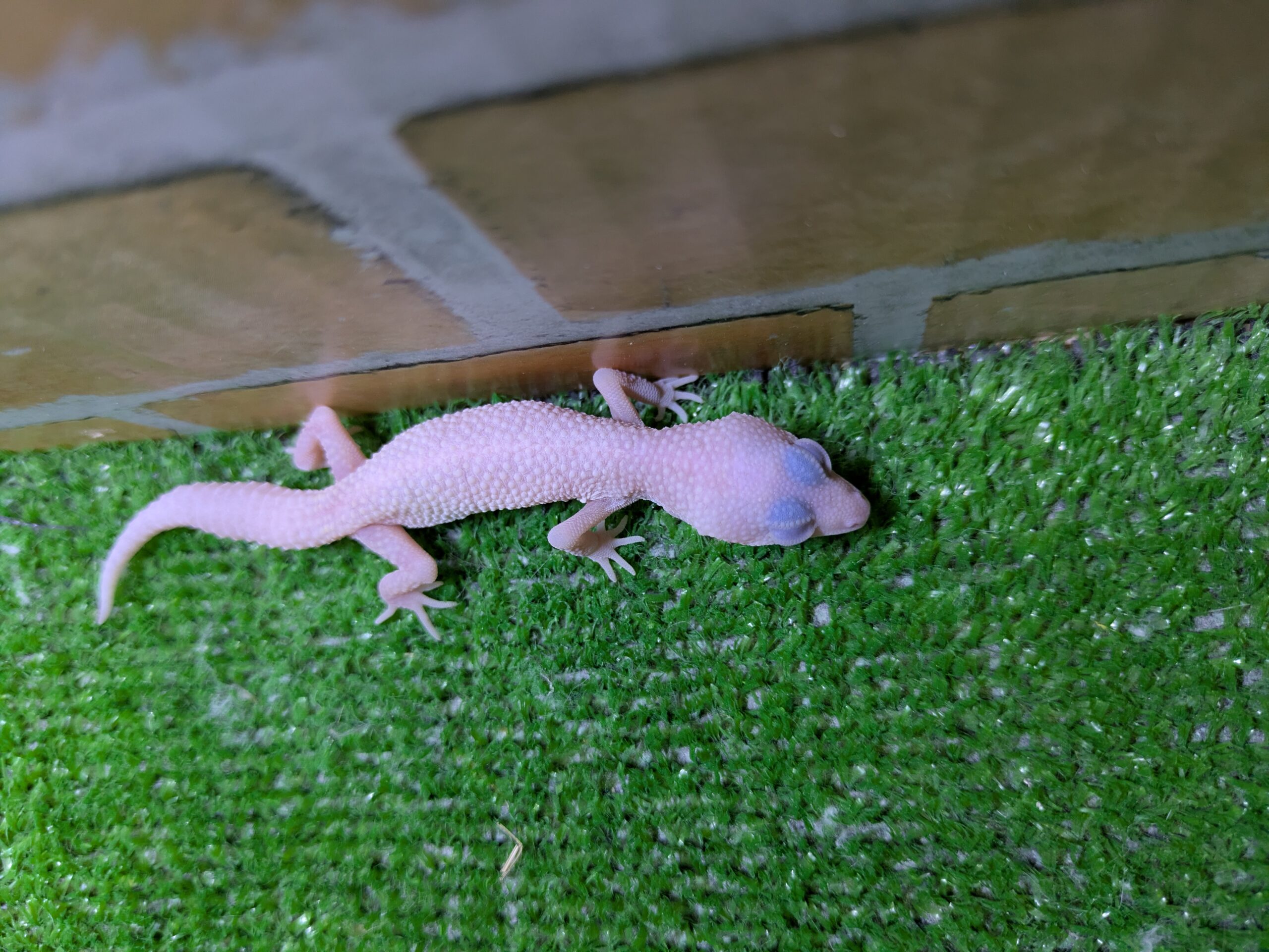 ヒョウモントカゲモドキ