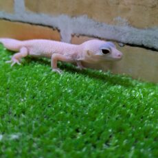 ヒョウモントカゲモドキディアブロブランコ　2026年3月入荷！