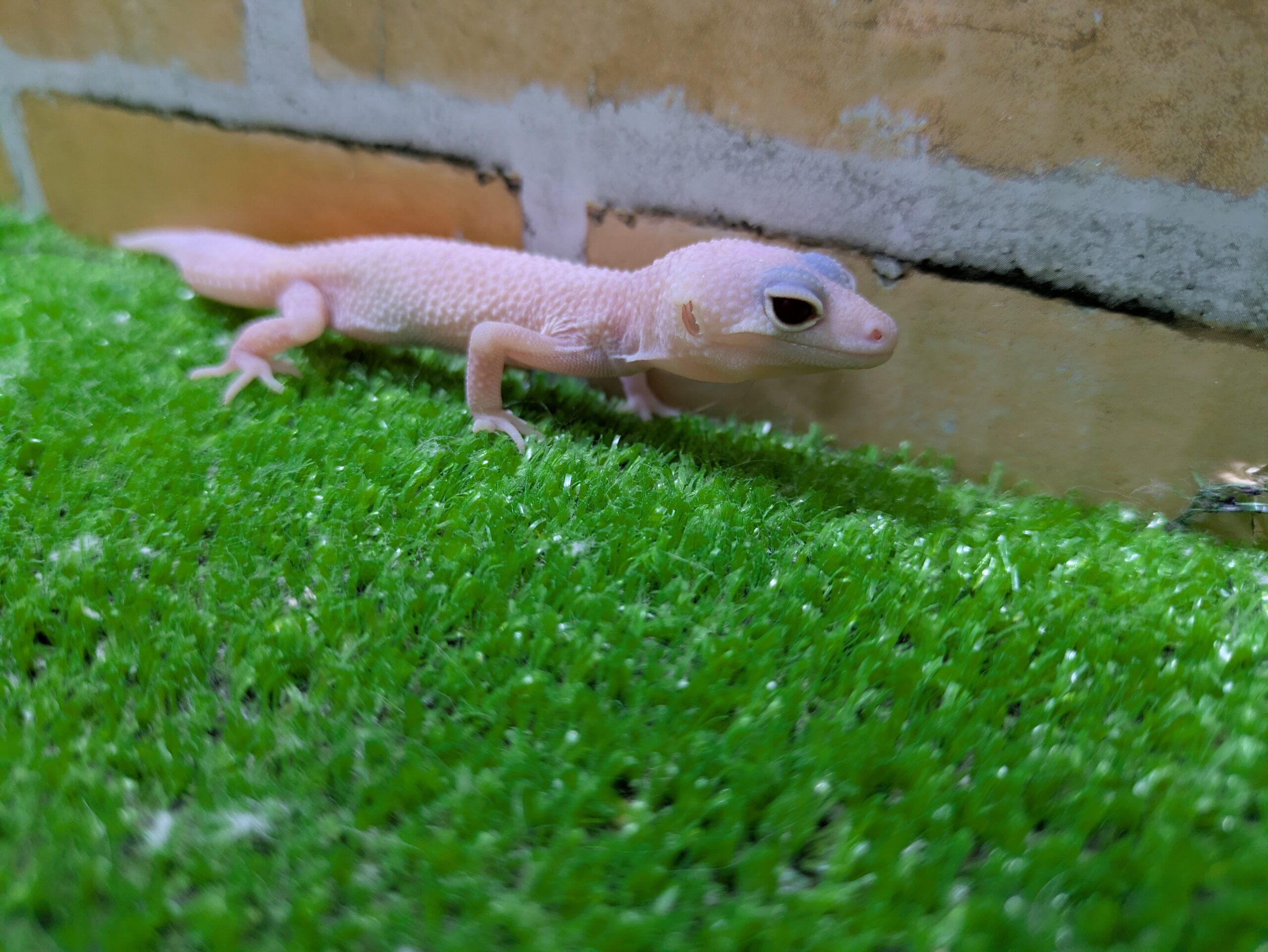 ヒョウモントカゲモドキディアブロブランコ　2026年3月入荷！