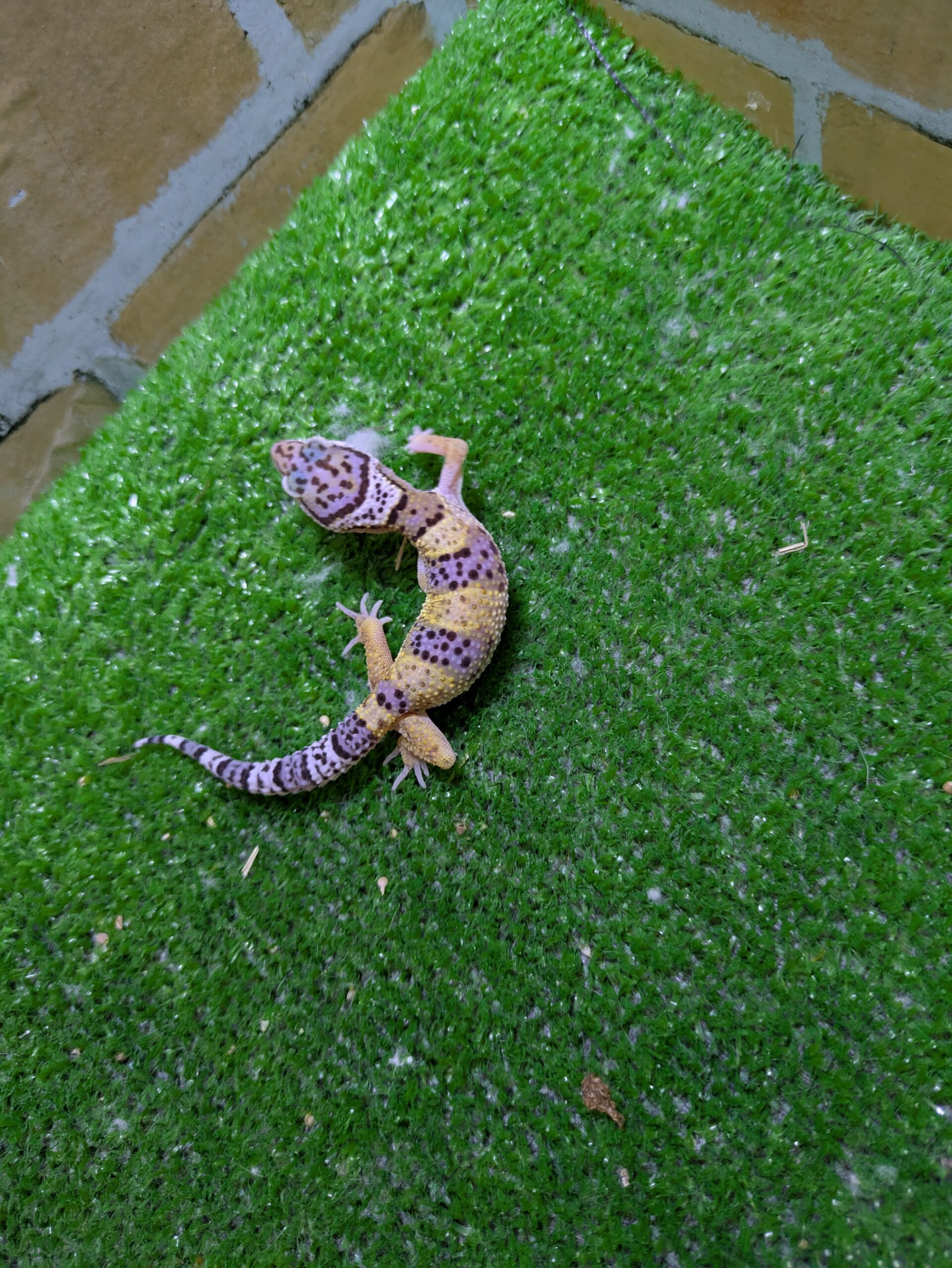 ヒョウモントカゲモドキ