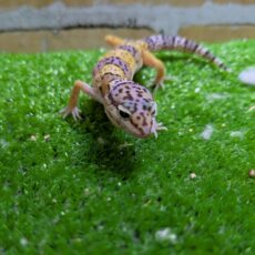 ヒョウモントカゲモドキ　ハイイエロー　2026年3月入荷！