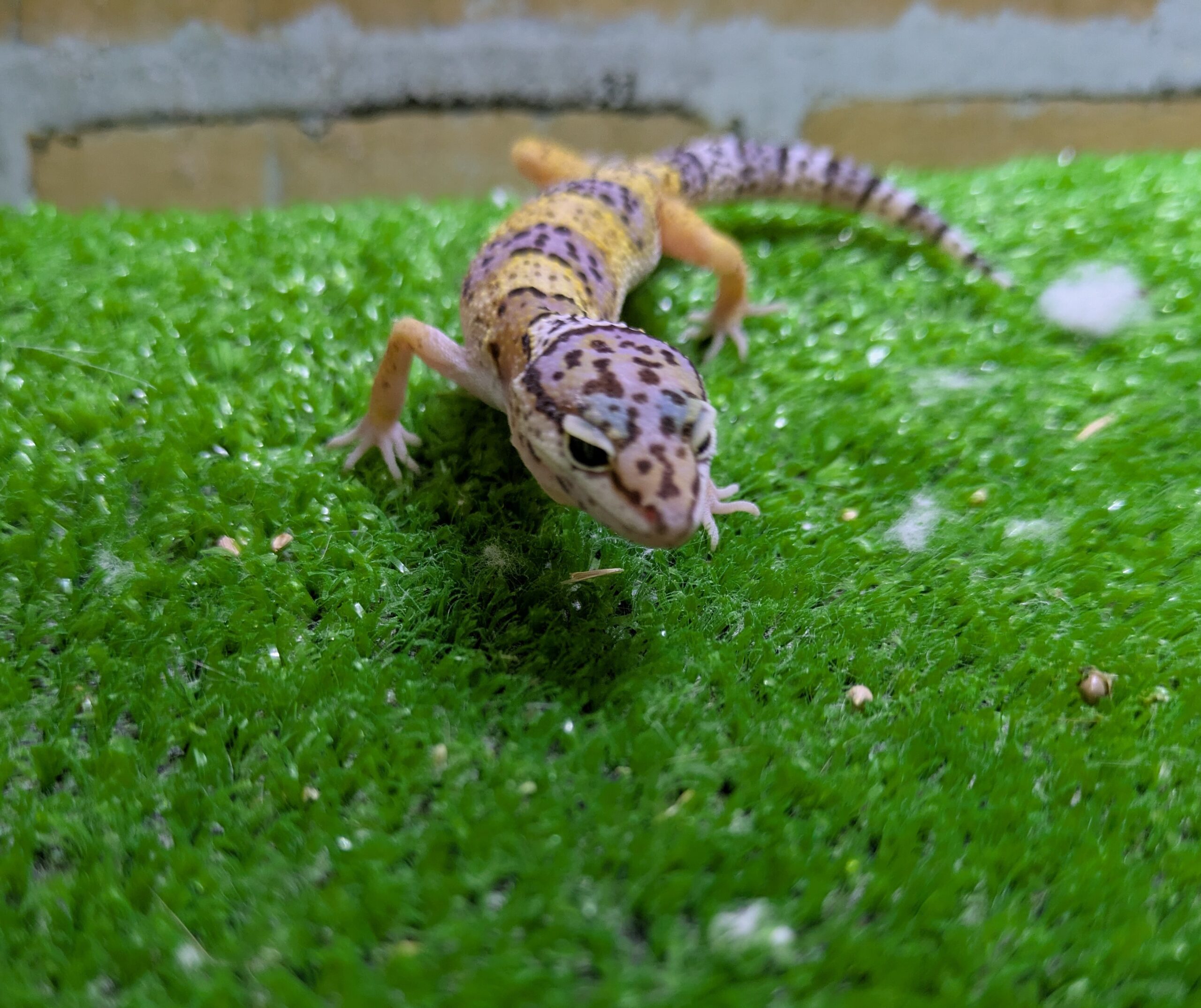 ヒョウモントカゲモドキ　ハイイエロー　2026年3月入荷！