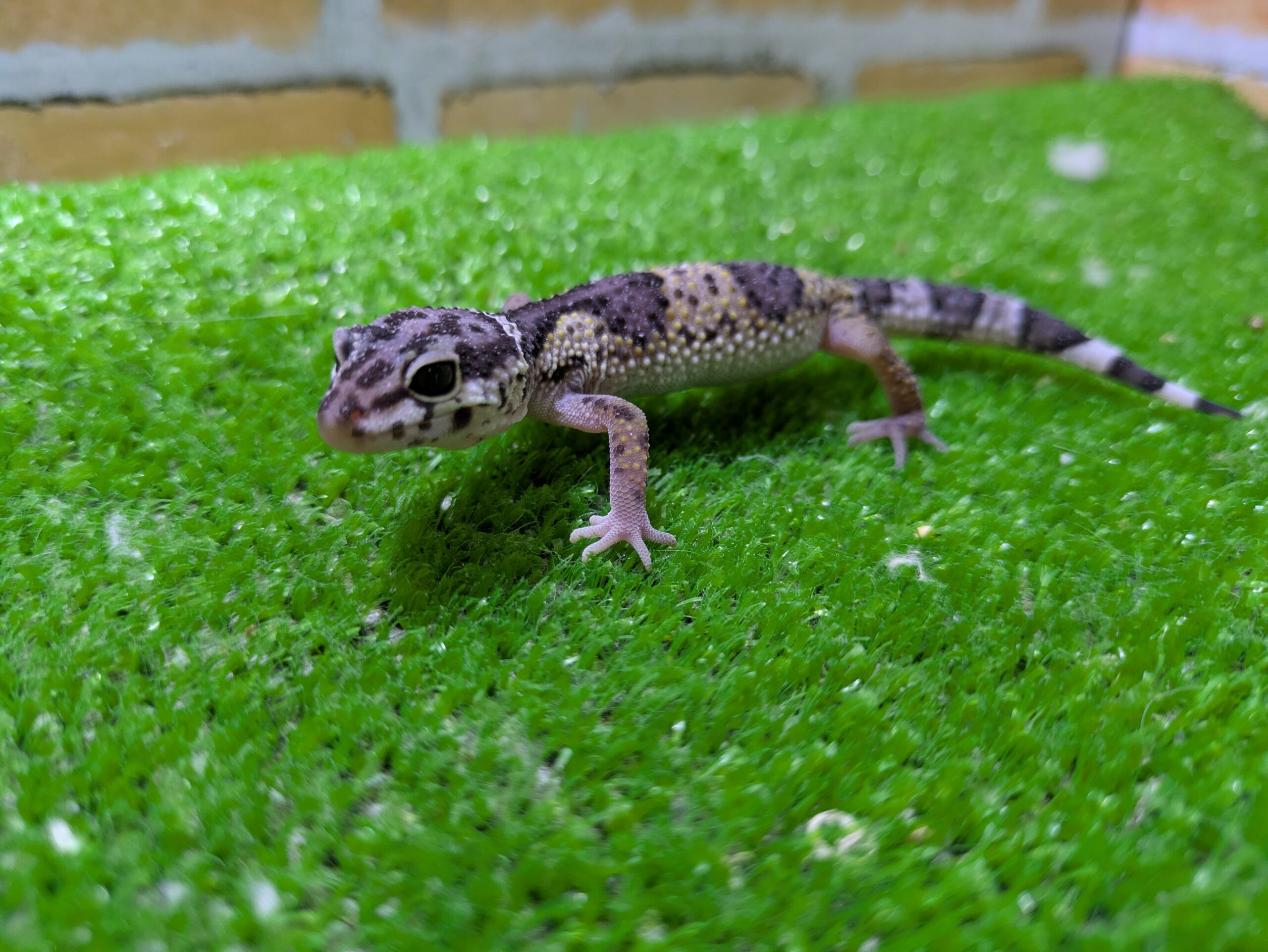 ヒョウモントカゲモドキ　マックスノー　2026年3月入荷！