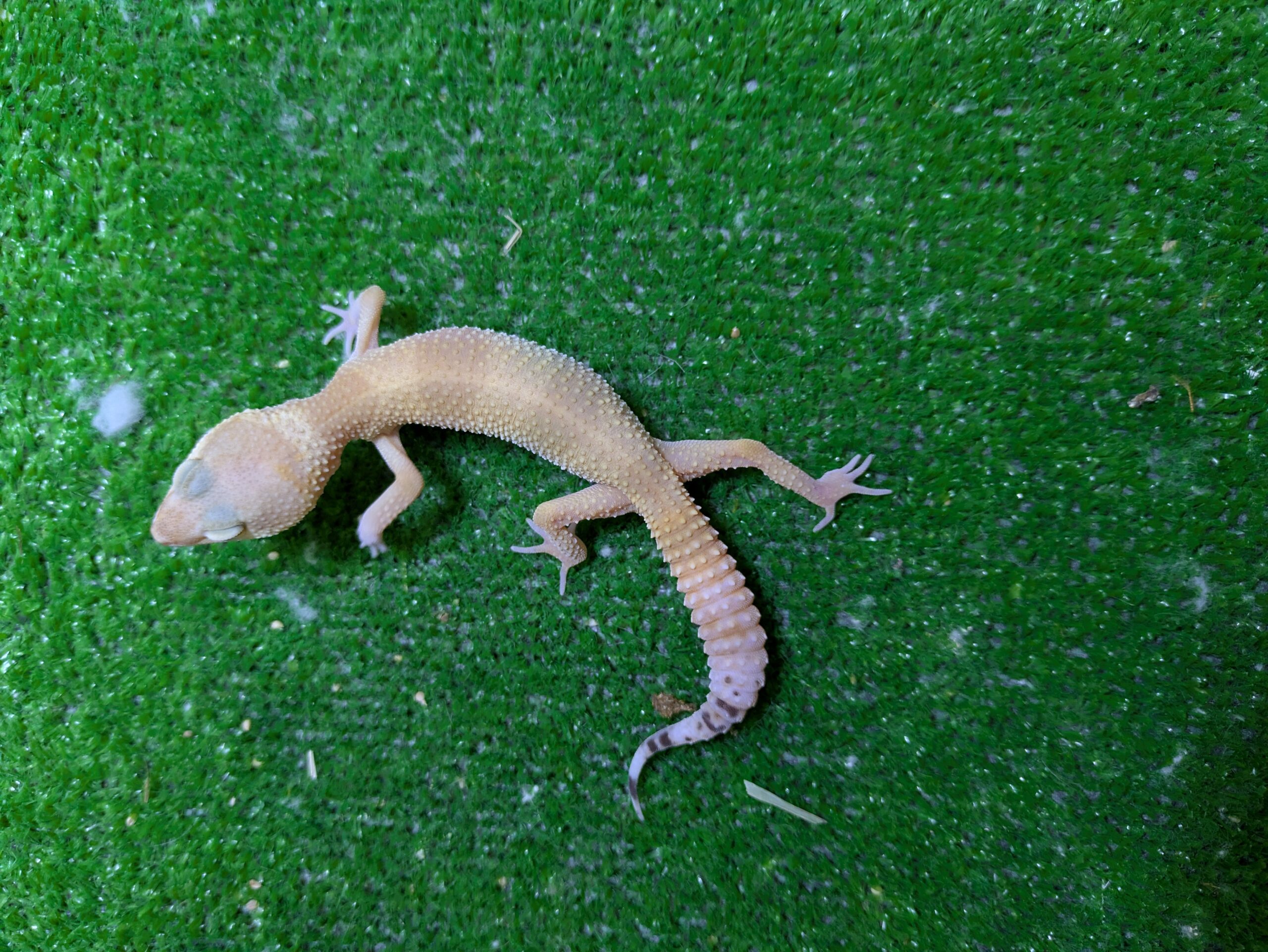 ヒョウモントカゲモドキ