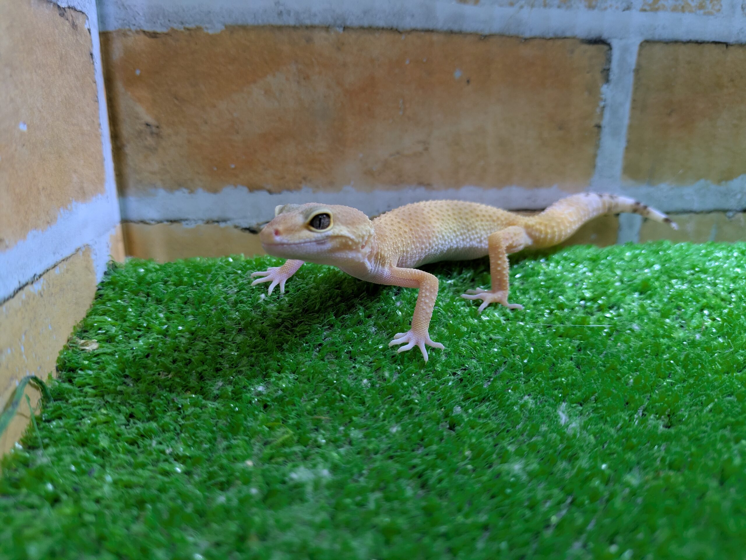 ヒョウモントカゲモドキ　スーパーハイポタンジェリン　2025年3月入荷