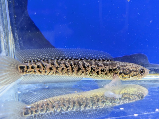 コウタイレッドギャラクシー