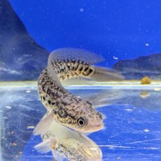 コウタイレッドギャラクシー　2026年2月入荷！