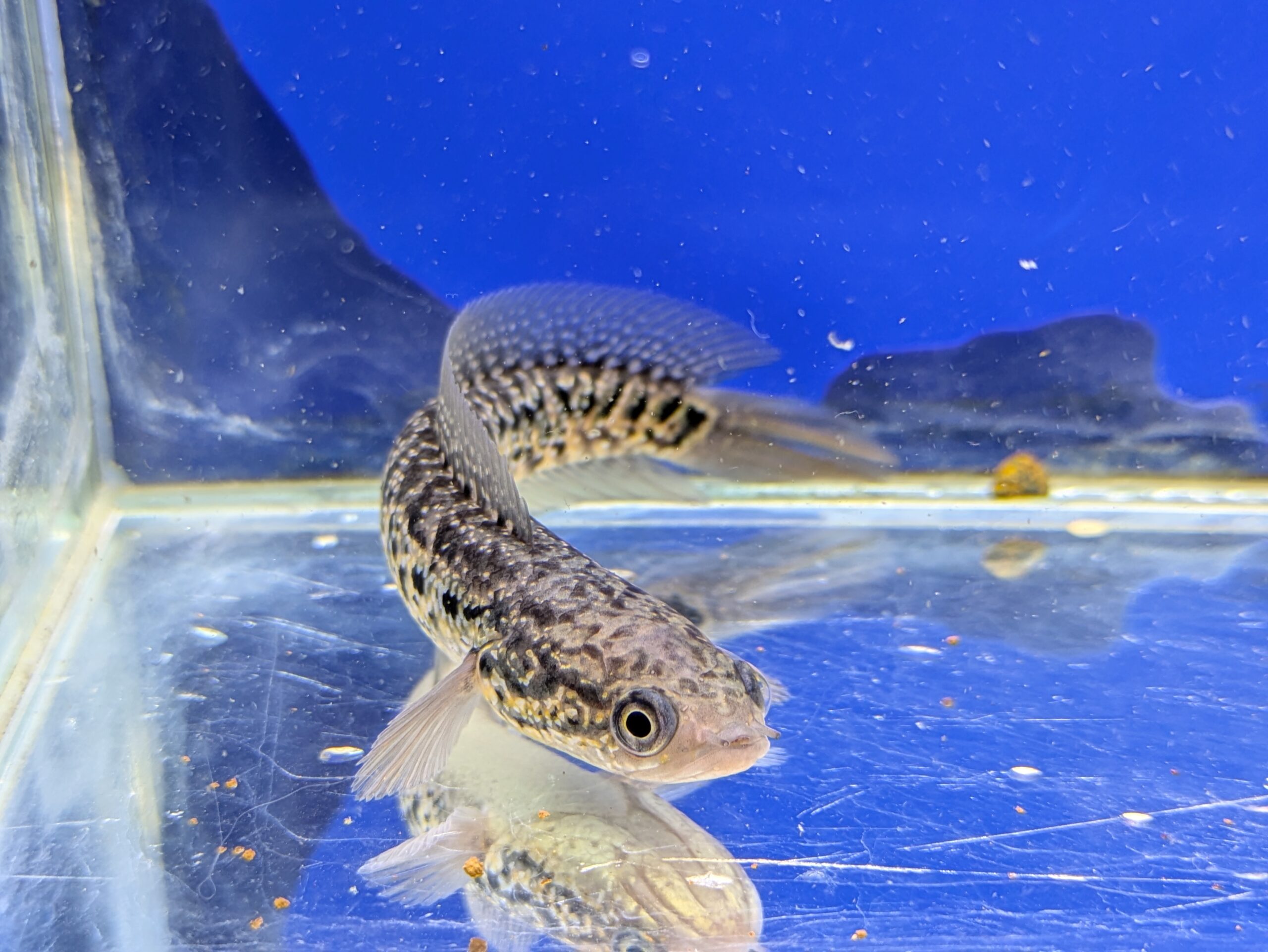 コウタイレッドギャラクシー　2026年2月入荷！