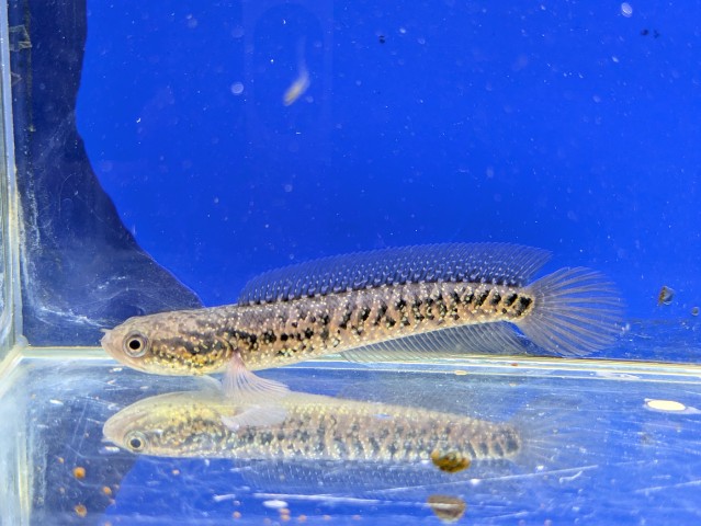 コウタイレッドギャラクシー