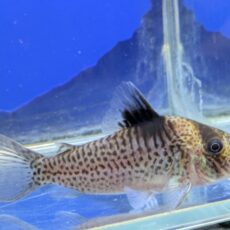 コリドラス　エフィピエール　2026年3月入荷！