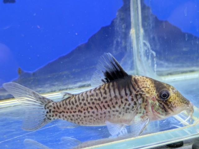 コリドラス　エフィピエール　2026年3月入荷！