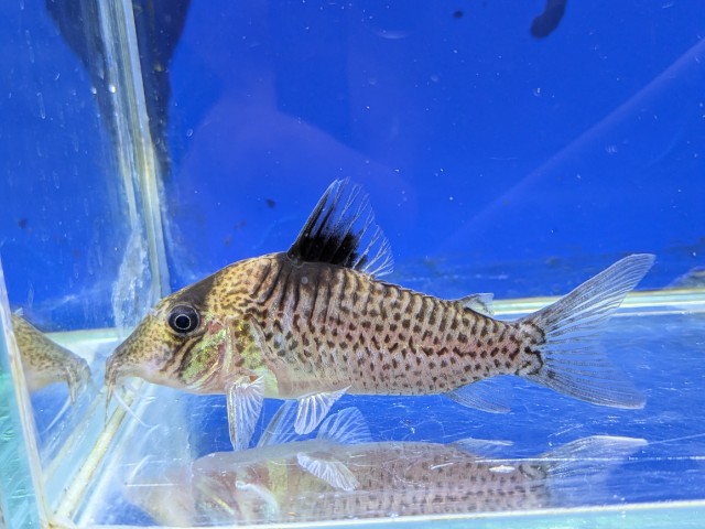 コリドラス　エフィピエール