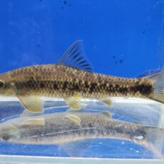 シュードクロッソケイルス　ニグロビッタータス　中国　2026年3月入荷！