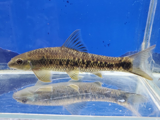 シュードクロッソケイルス　ニグロビッタータス　中国　2026年3月入荷！