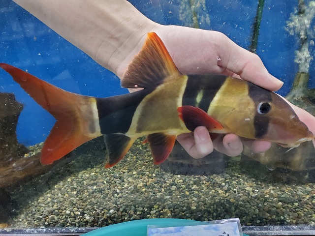 クラウンローチ　特大サイズ　2025年入荷！