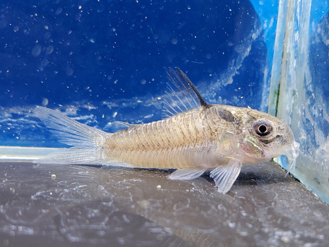 コリドラス　ヴィクトリア