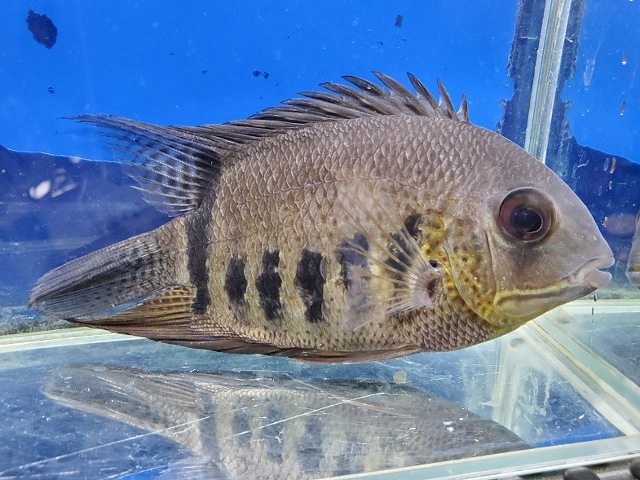 ヘロス　ノタータス