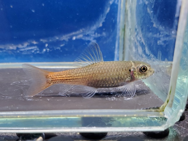 レッドテールガラ