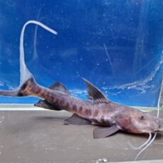 バンデッドピラムターバ　1　2026年3月入荷！