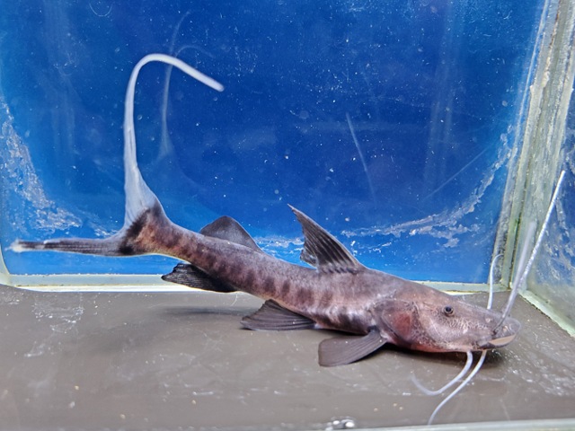 バンデッドピラムターバ　1　2026年3月入荷！