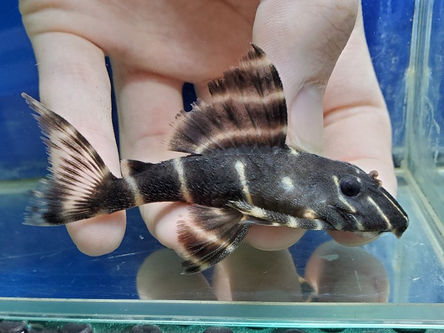 エンペラーペコルティア