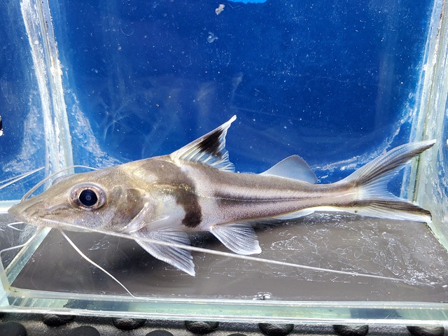 スピンドルキャット