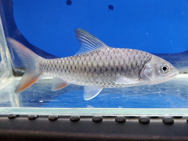 ラベオバルブス　マラガリシー　