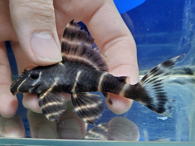 エンペラーペコルティア