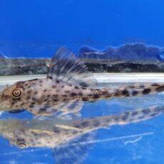 スポットコクリオドン　ペルー　2026年3月入荷！