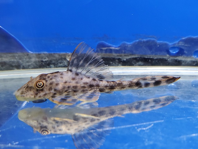 スポットコクリオドン　ペルー　2026年3月入荷！