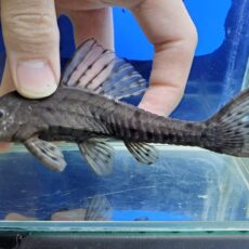 アーマードプレコ　2026年3月入荷！