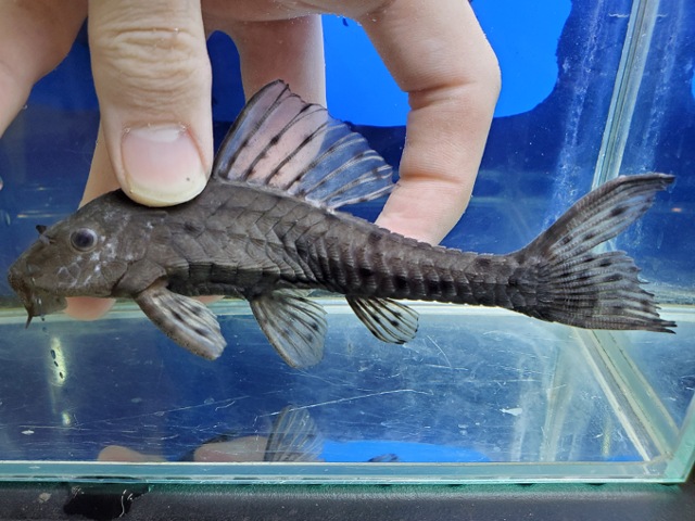 アーマードプレコ　2026年3月入荷！