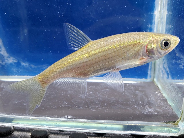 メトジア　リネアータ