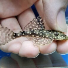 ヒポストムス　セルタネージョ　セアラ　2026年3月入荷！