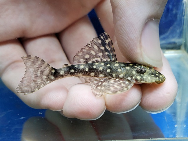 ヒポストムス　セルタネージョ　セアラ　2026年3月入荷！