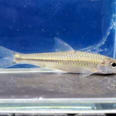 スクアリドゥス sp.　中国　2026年3月入荷！