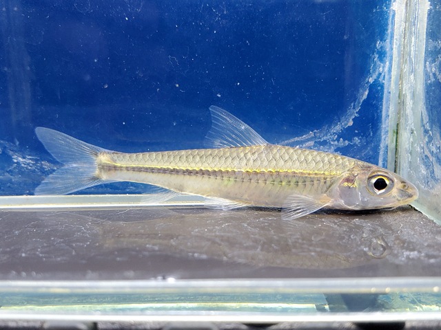 スクアリドゥス sp.　中国　2026年3月入荷！