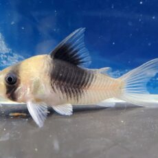 コリドラス　ニューショートノーズスーパービコロール　2025年入荷！