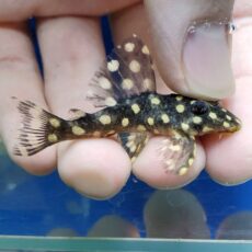 ファンシースポットペコルティア　ビッグスポット　2026年3月入荷！